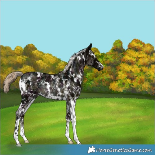 Horse Color:White Spotted Midnight Chocolate Palomino Ice Mushroom Sabino Rabicano 