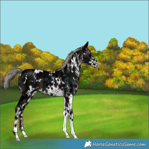 Horse Color:White Spotted Midnight Liver Chestnut Ice 