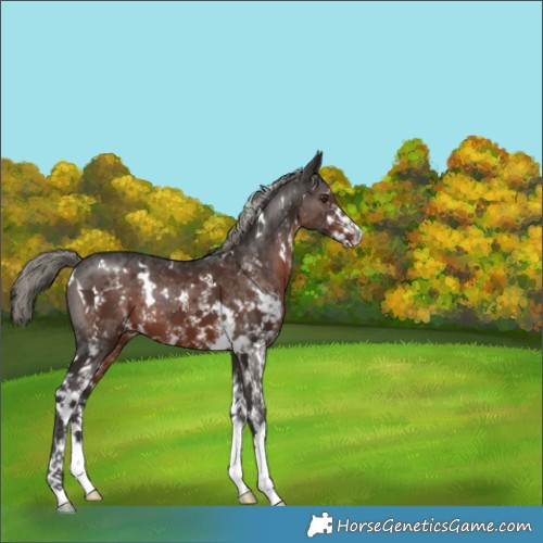 Horse Color:White Spotted Liver Chestnut Mushroom Sabino 