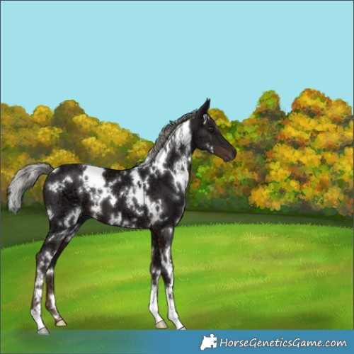 Horse Color:White Spotted Liver Chestnut Ice Mushroom 