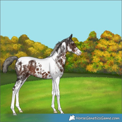 Horse Color:White Spotted Liver Chestnut Mushroom Tobiano 