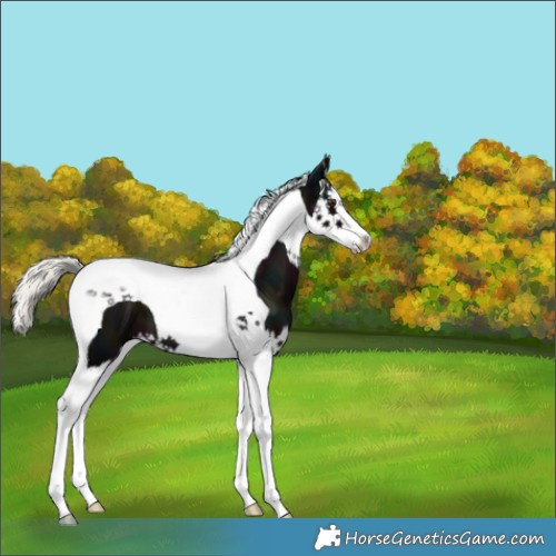 Horse Color:Midnight Liver Chestnut Mushroom Splash Tobiano 
