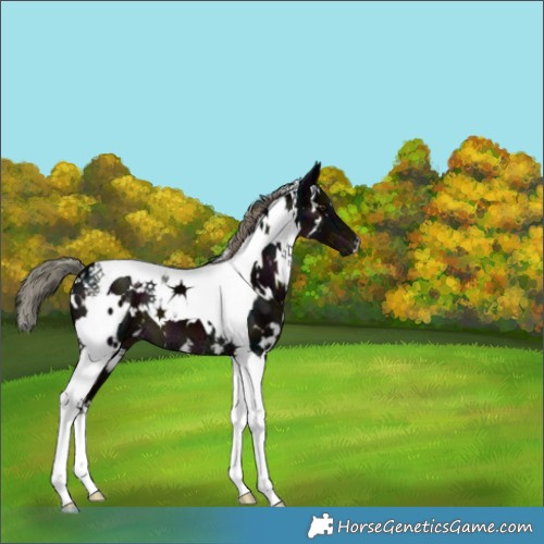 Horse Color:White Spotted Midnight Liver Chestnut Ice Mushroom Tobiano 