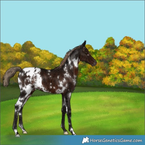 Horse Color:White Spotted Liver Chestnut Ice Blanket 