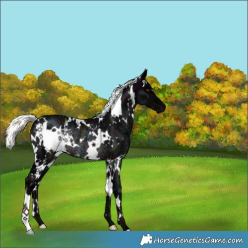 Horse Color:White Spotted Midnight Liver Chestnut Ice Mushroom Rabicano 