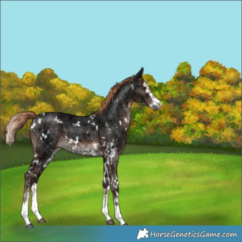 Horse Color:White Spotted Liver Chestnut Ice Sabino Splash 