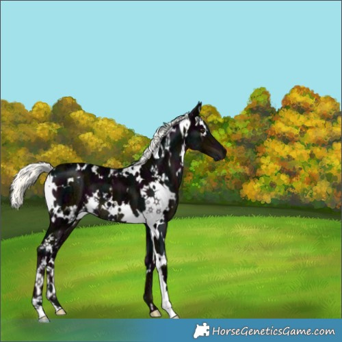 Horse Color:White Spotted Midnight Liver Chestnut Ice Mushroom 