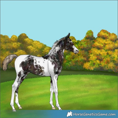 Horse Color:White Spotted Midnight Liver Chestnut Tobiano 