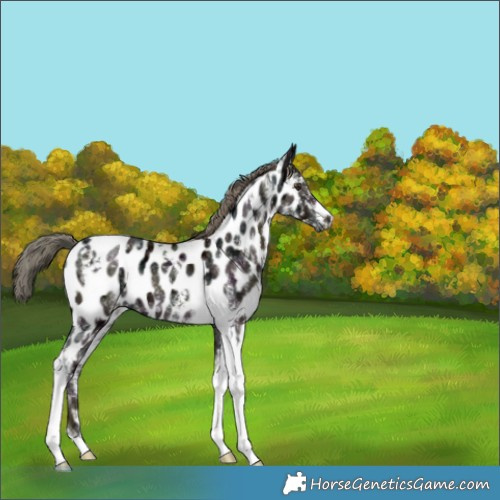 Horse Color:White Spotted Midnight Liver Chestnut Ice Mushroom Tobiano Appaloosa 