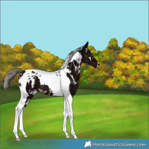 Horse Color:White Spotted Midnight Liver Chestnut Mushroom Tobiano 
