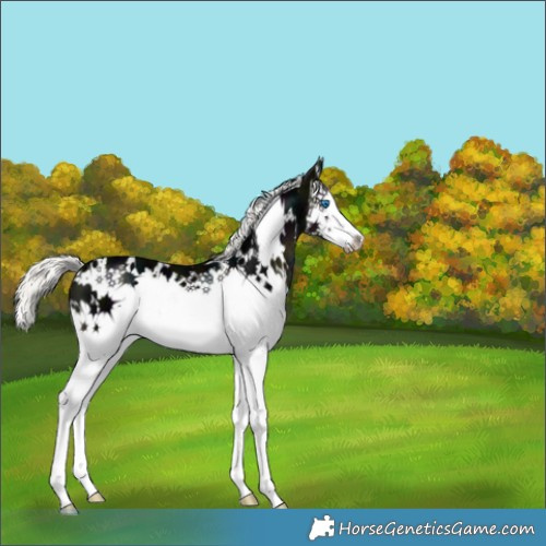Horse Color:White Spotted Midnight Liver Chestnut Ice Mushroom Splash 