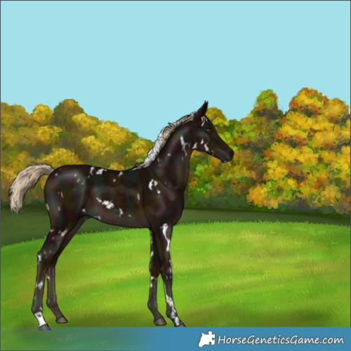 Horse Color:White Spotted Midnight Chocolate Palomino Mushroom 