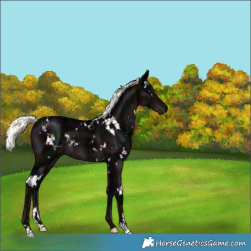 Horse Color:White Spotted Midnight Liver Chestnut Ice Mushroom 