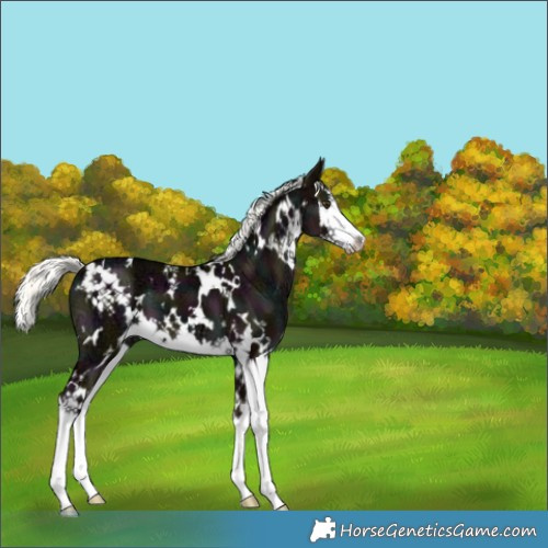 Horse Color:White Spotted Midnight Liver Red Dun Ice Mushroom Splash 
