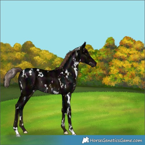 Horse Color:White Spotted Midnight Liver Chestnut Ice 