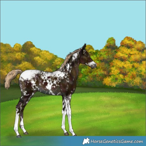 Horse Color:White Spotted Midnight Chocolate Palomino Tobiano 