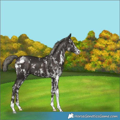 Horse Color:White Spotted Liver Chestnut Mushroom 