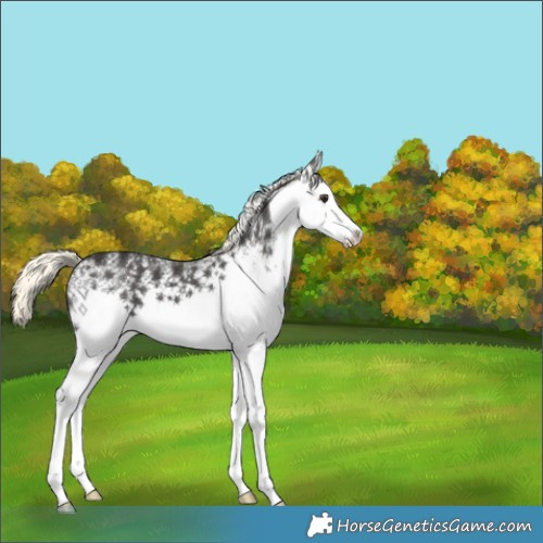 Horse Color:White Spotted Liver Chestnut Mushroom 