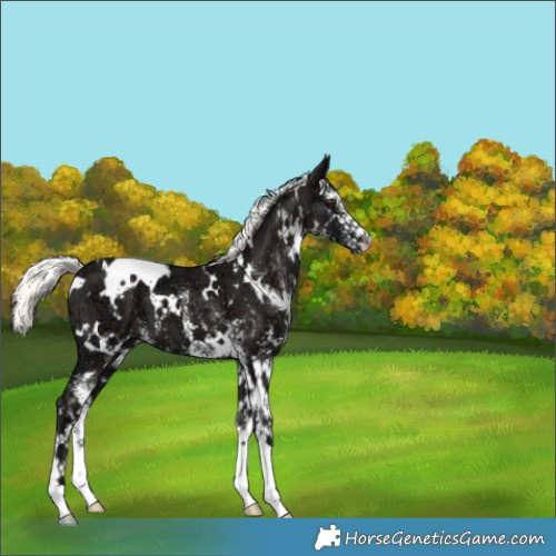 Horse Color:White Spotted Liver Chestnut Ice Mushroom 