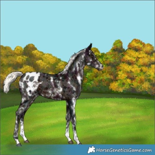 Horse Color:White Spotted Midnight Liver Chestnut Mushroom Sabino Appaloosa 