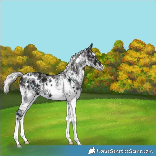 Horse Color:White Spotted Midnight Liver Chestnut Ice Mushroom 