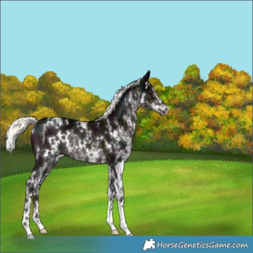 Horse Color:White Spotted Midnight Liver Chestnut Mushroom Rabicano 