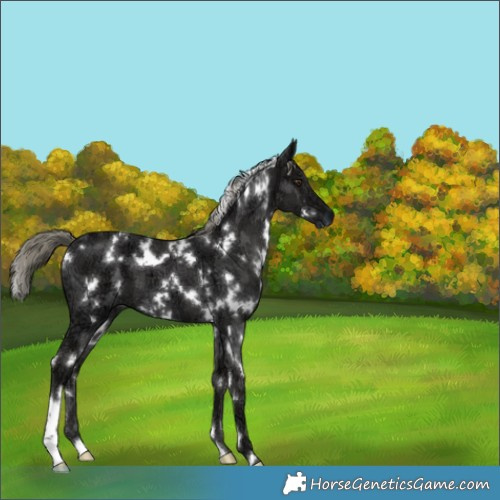 Horse Color:White Spotted Liver Chestnut Ice Mushroom 