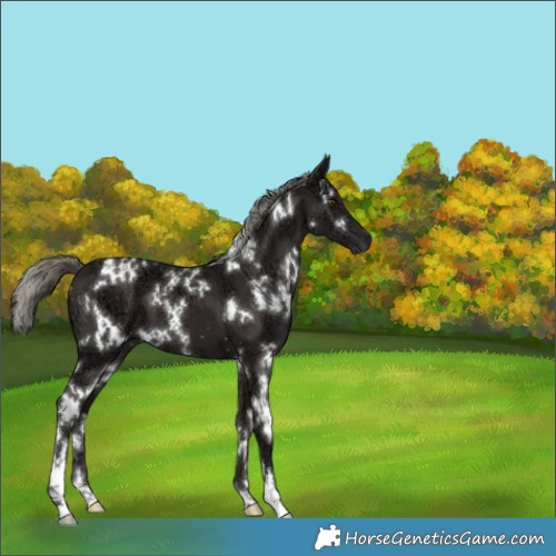 Horse Color:White Spotted Liver Chestnut Ice Mushroom 