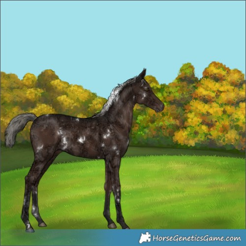 Horse Color:White Spotted Liver Chestnut Ice Mushroom 