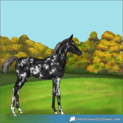 Horse Color:White Spotted Liver Chestnut Ice Mushroom 