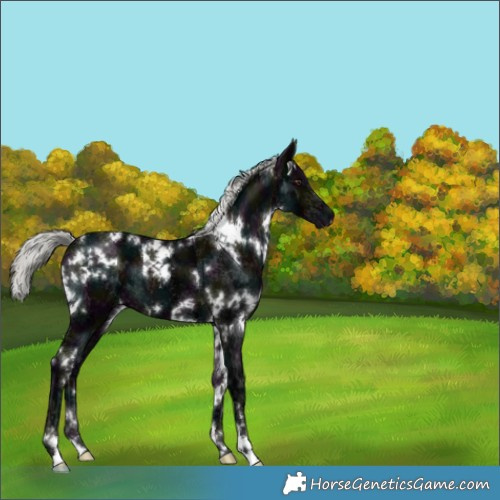 Horse Color:White Spotted Midnight Liver Chestnut Ice Mushroom 