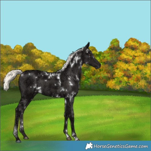 Horse Color:White Spotted Liver Chestnut Ice Mushroom 