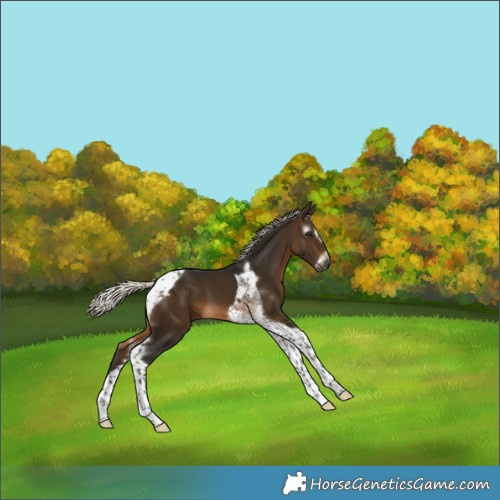 Horse Color:Gray Silver Buckskin Tobiano Frame 