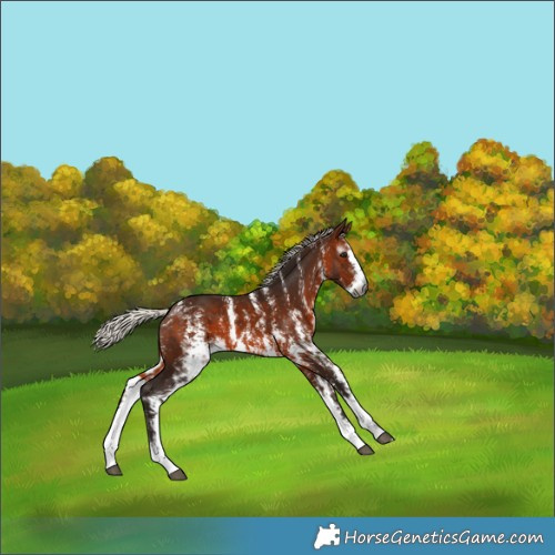 Horse Color:Gray Silver Bay Sabino 