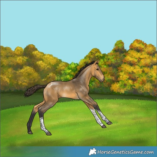 Horse Color:Buckskin Tobiano 