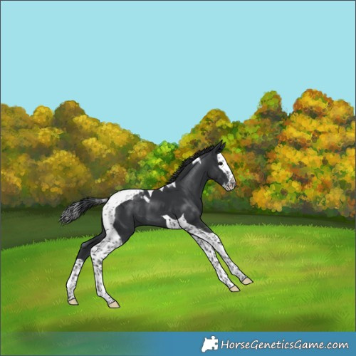 Horse Color:Black Splash Tobiano 