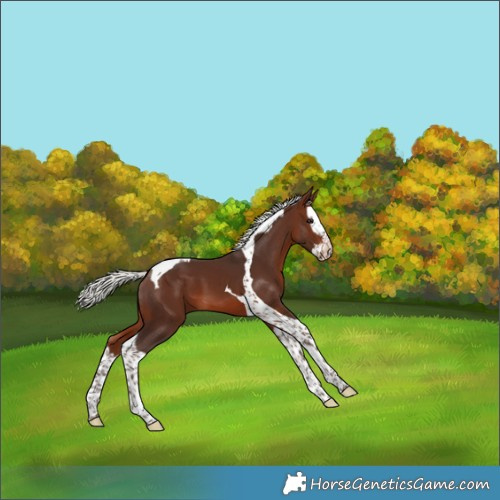 Horse Color:Silver Brown Splash Tobiano 