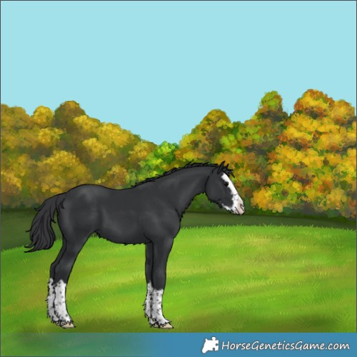 Horse Color:Black Splash 