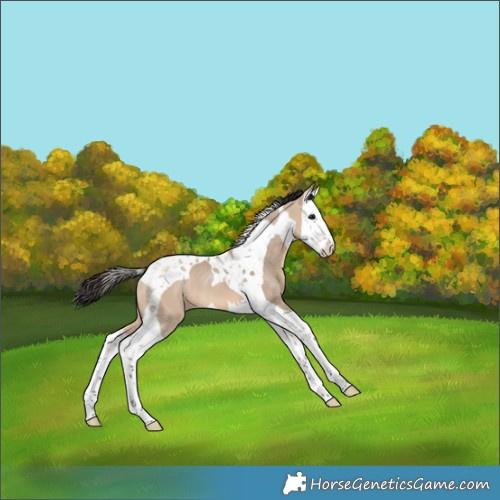 Horse Color:Bay Dun Splash Tobiano 