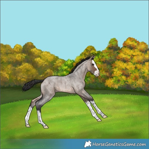 Horse Color:Brown Roan Dun Splash