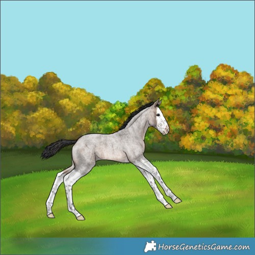 Horse Color:Brown Roan Dun Splash 