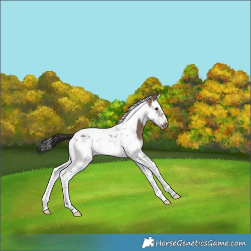 Horse Color:Brown Dun Splash Tobiano Frame 