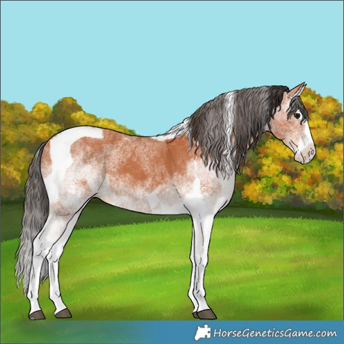 Horse Color:White Spotted Bay Splash  and White Spotted Bay Splash Tobiano 