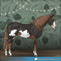 Horse Color:Liver Chestnut Frame Rabicano 
