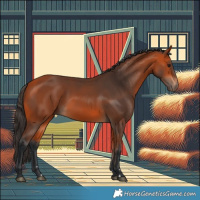 Horse Color:Bay 