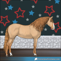 Horse Color:Red Dun Splash 