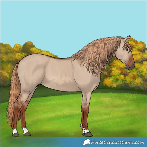Horse Color:Red Dun 