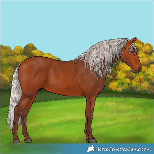 Horse Color:Silver Bay 