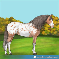 Horse Color:Bay Splash Frame Appaloosa 