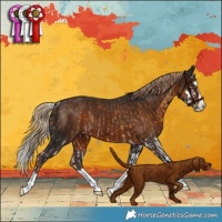 Horse Color:White Spotted Chocolate Palomino Splash Rabicano  and White Spotted Liver Chestnut Splash Rabicano 